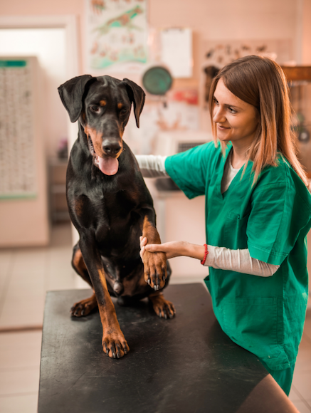 Vet-Dog-office-checkup