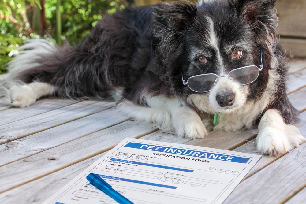 How Much Does Dog Insurance Cost 